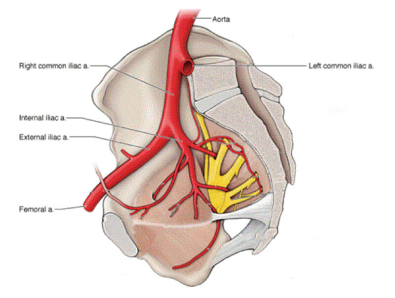 a diagram showing the inside of the right pelvic vasculature