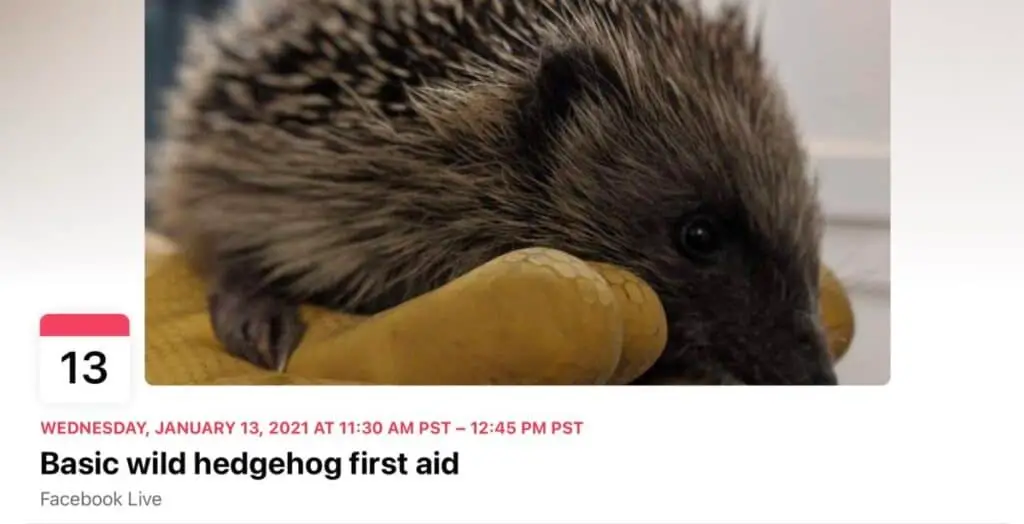 The FB advertisement for Basic Wild Hedgehog First Aid showing a gloved hand holding the small animal