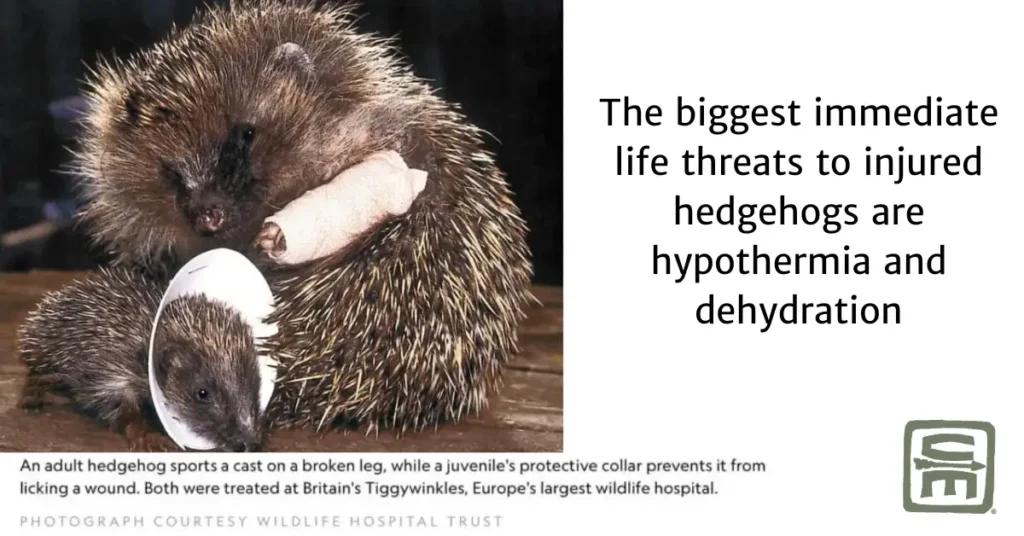 Two hedgehogs with injuries, one with a tiny cast on its left arm, the other with a 'cone of shame' for unknown injuries