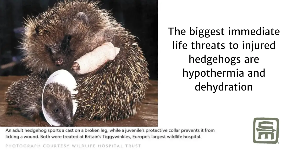 Two hedgehogs with injuries, one with a tiny cast on its left arm, the other with a 'cone of shame' for unknown injuries