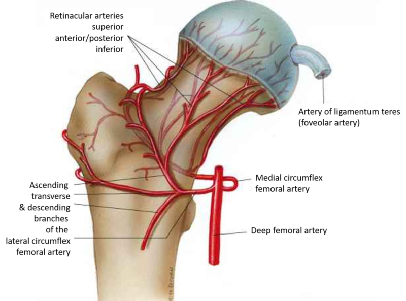 A medical diagram showing the blood supply to the hip