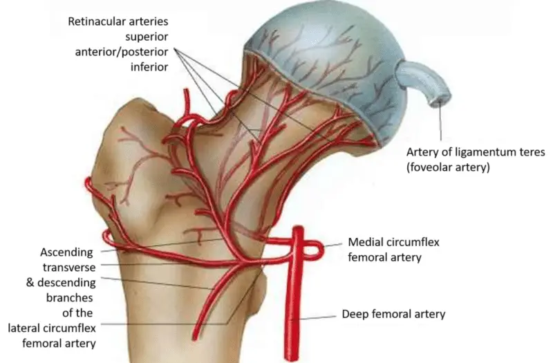 A medical diagram showing the blood supply to the hip