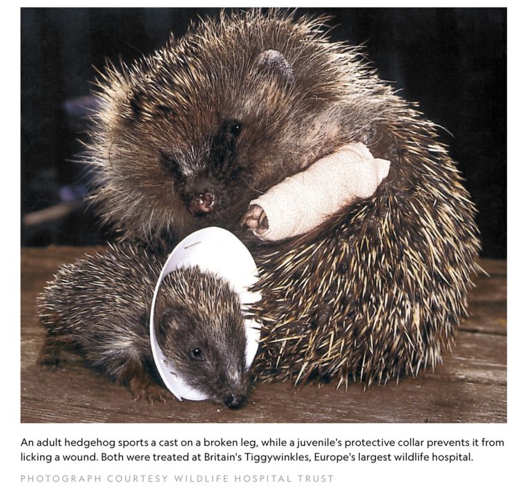 Two hedgehogs with injuries, one with a tiny cast on its left arm, the other with a 'cone of shame' for unknown injuries
