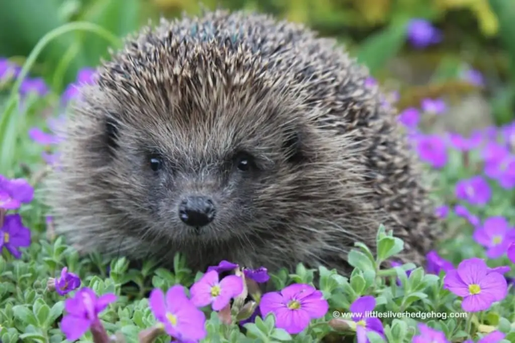 Hedgehog In The Spring Garden