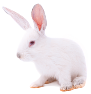 a New Zealand white rabbit with large erect ears