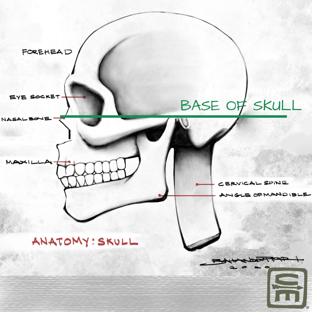 An artistic diagram of a skull showing the base of the skull