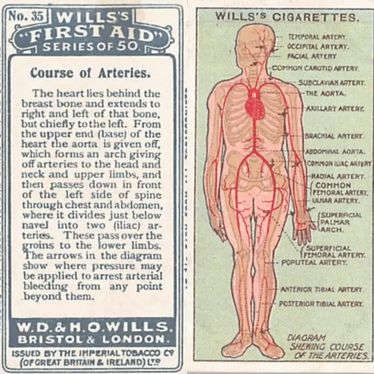 Willlis Cigarette First Aid Cards describing the course of arteries