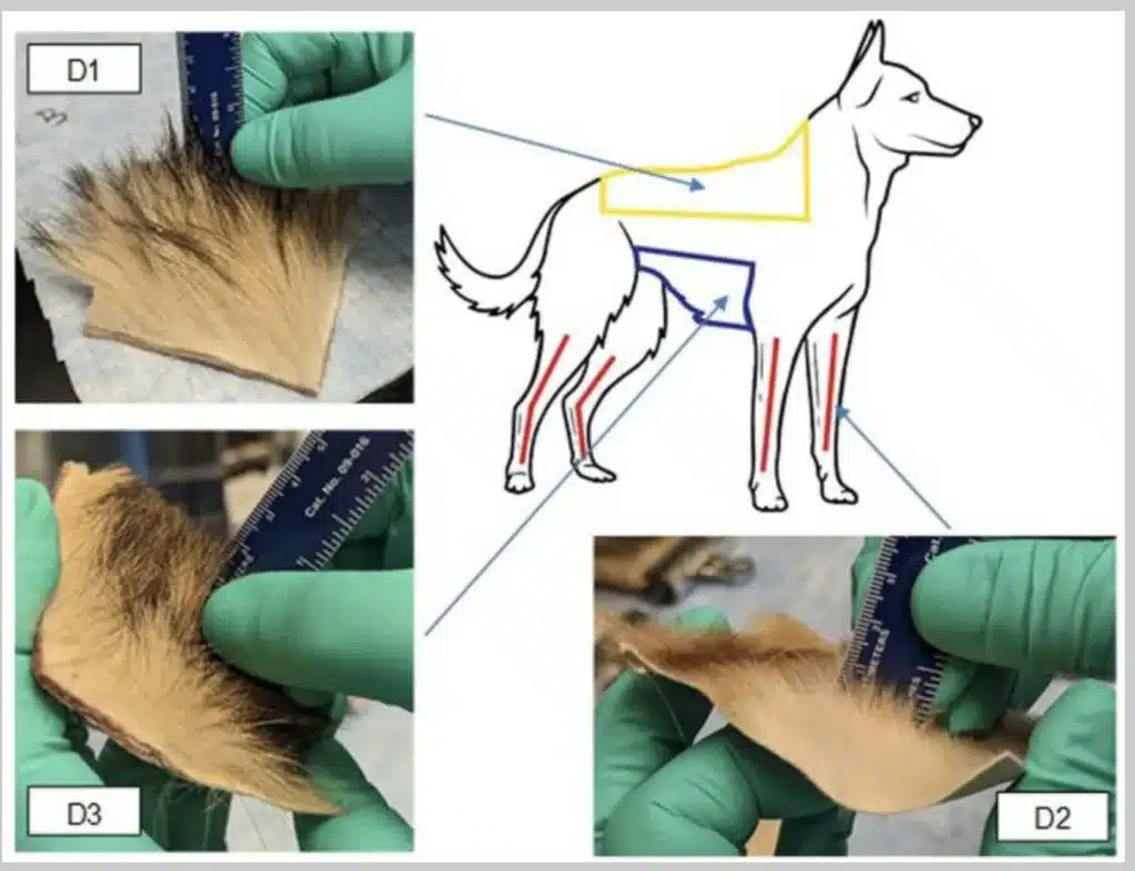 A reference from an article by France et al showing Decon areas on a K9 and fur samples